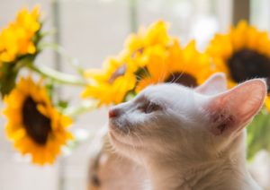 5 quick tips for a great life from a cat