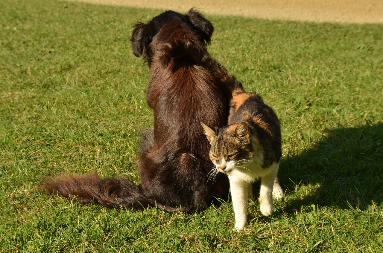 cat walking calmly away from a dog life tip from cats