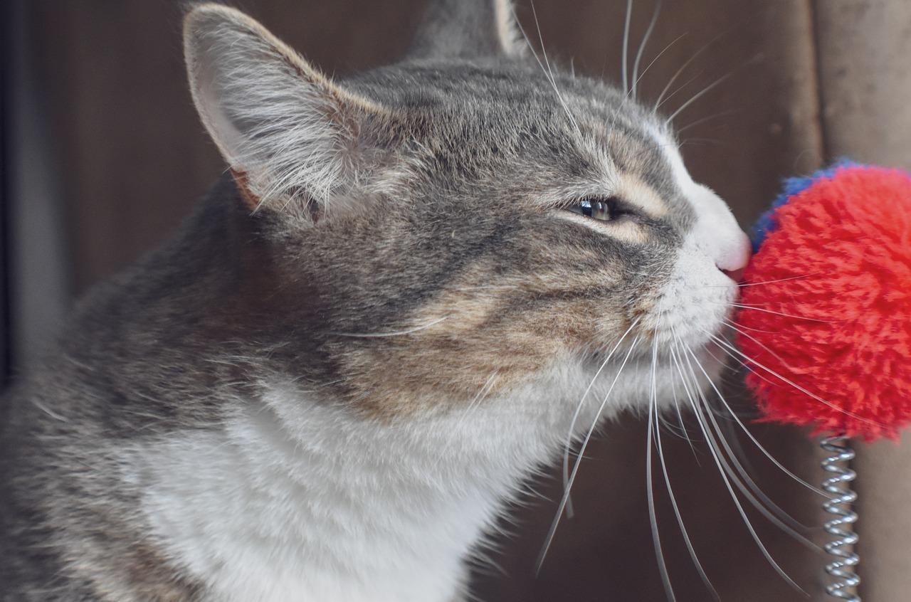 stay curious awesome life tip from cats