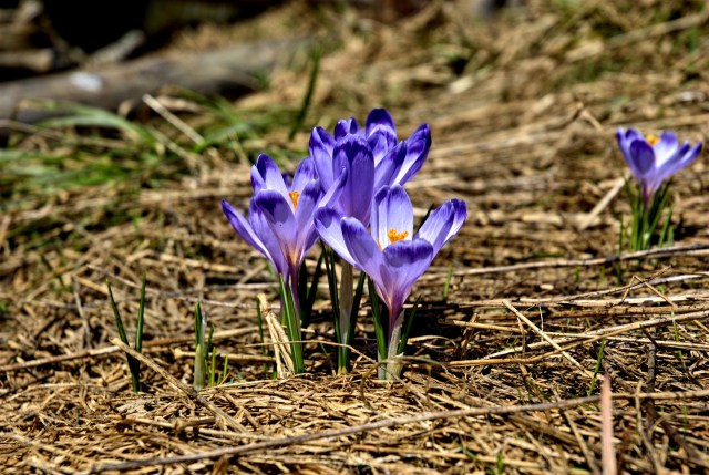 Violet flower feel good