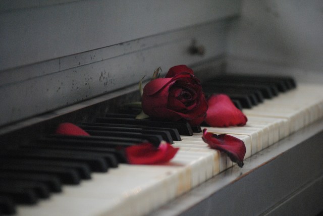 Rose on old piano flowers are special