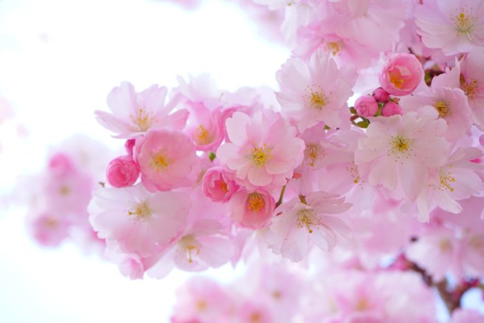 japanese-cherry-trees-make you happy