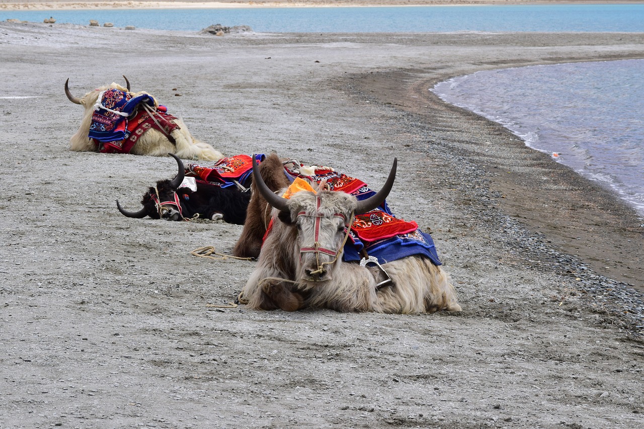 Leh Ladakh Popular Flora Fauna