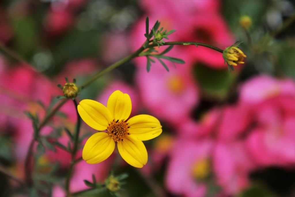 yellow flowers make you feel good