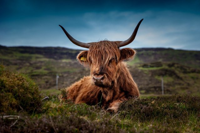 Scottish highland cow must visit in Scotland