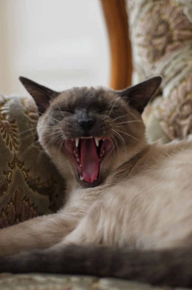 why yawning contagious-cat yawning showing teeth
