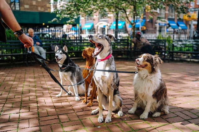 dog yawning empathy why yawning contagious